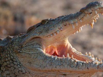 A Nile Crocodile