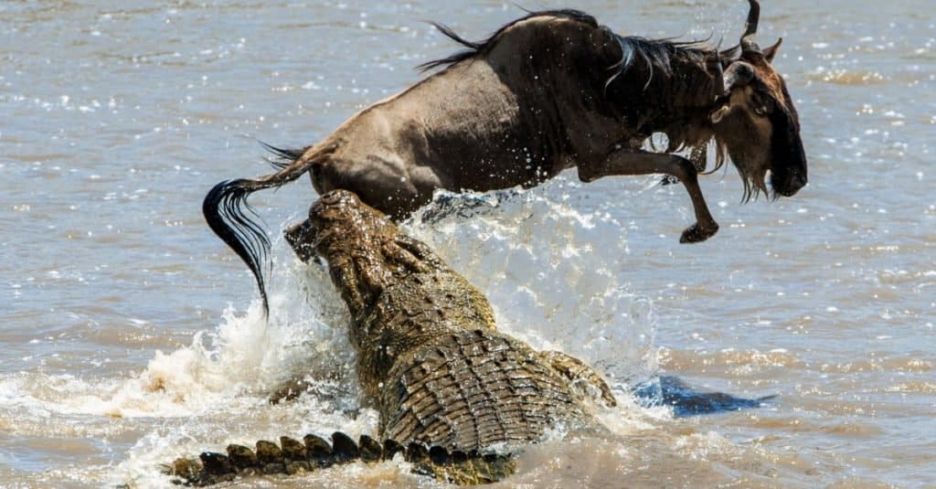 Gnou bleu ( Connochaetes taurinus ) attaqué par un énorme crocodile du Nil.