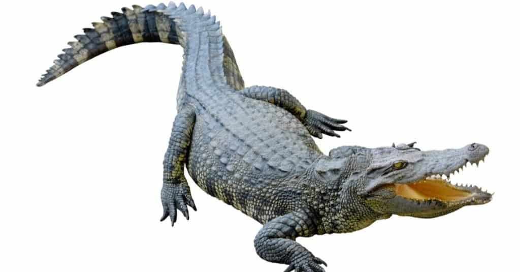 Crocodile du Nil isolé sur fond blanc.