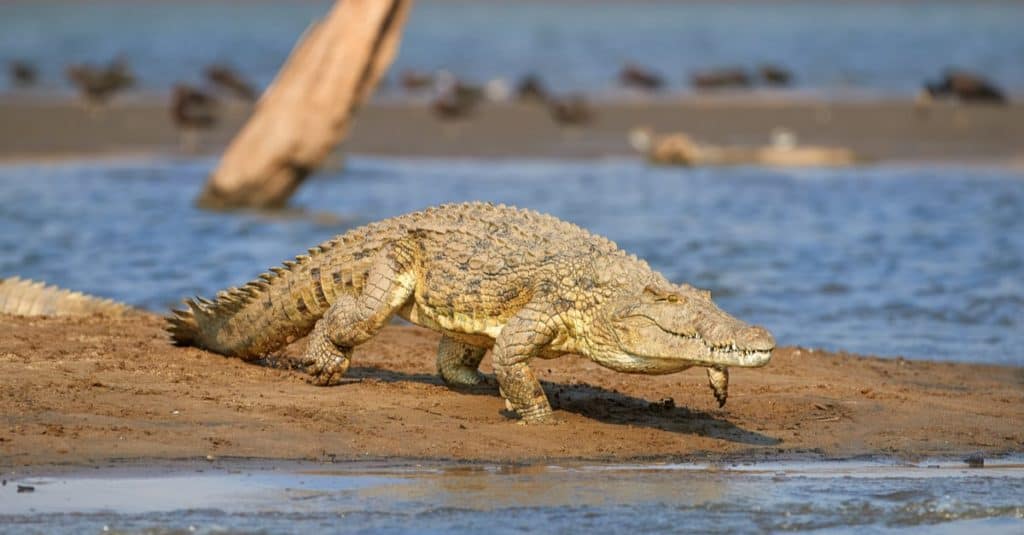 A large crocodile sunning itself on the shore of a wide expanse of Lake Kariba in Africa.
