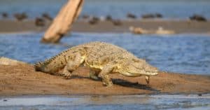 Cold-Blooded Animals: 10 Animals That Can’t Regulate Their Own Body Temperature Picture
