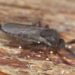 Biting midges