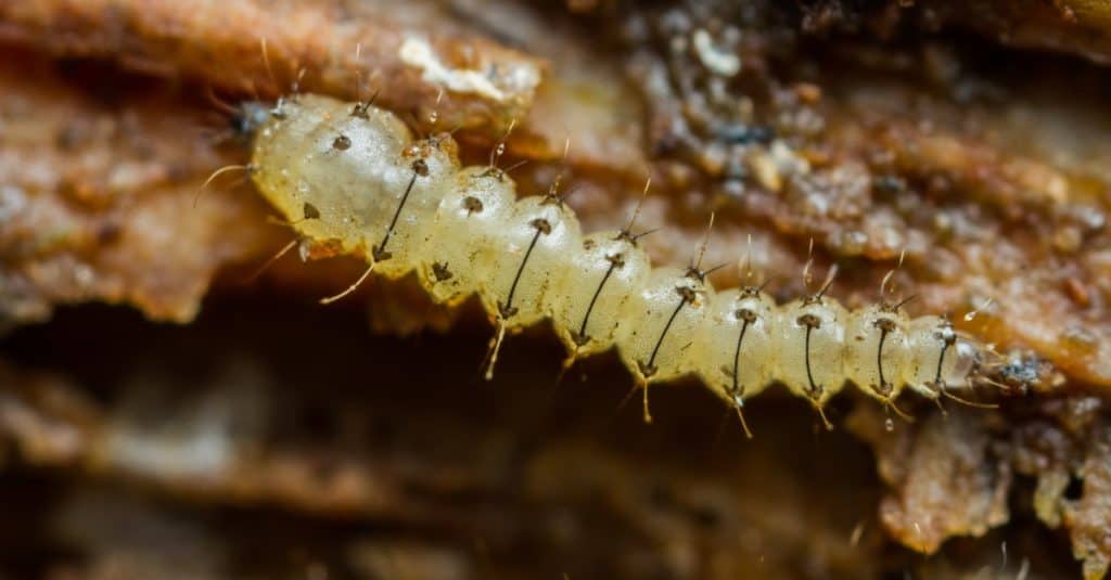 Larva of a biting midge in the family Ceratopogonidae, No See Um.