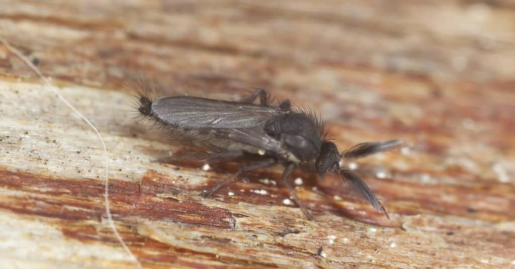 Close up of a black male biting midge, Ceratopogonidae or No See Um, on a piece of brown toned wood. The midge has long antennae and a fuzzy body. It resembles a common house fly, though it is darker and longer.