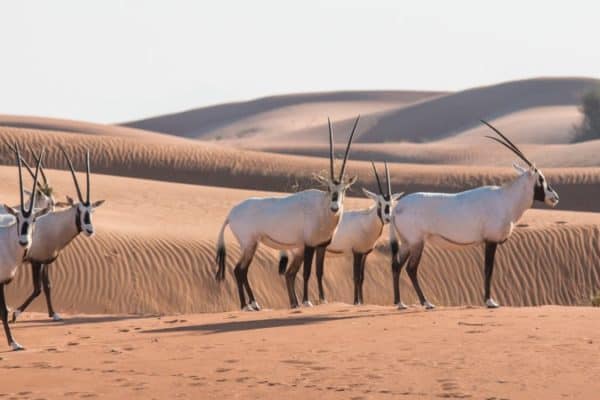 Animals in Oman