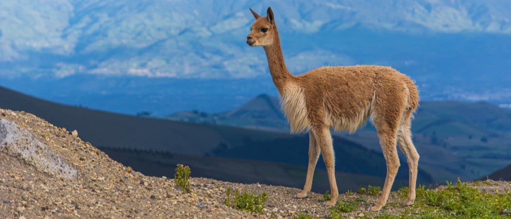 Animals in Peru