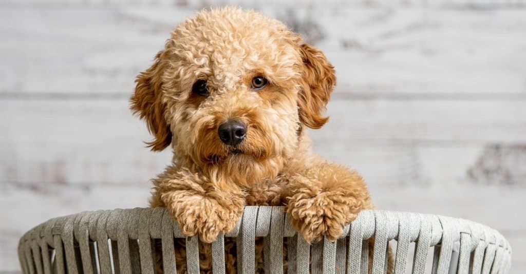 A Petite Goldendoodle playing in a basket