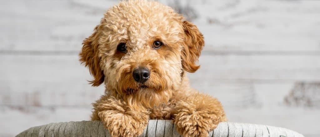 A Petite goldendoodle looking to the camera