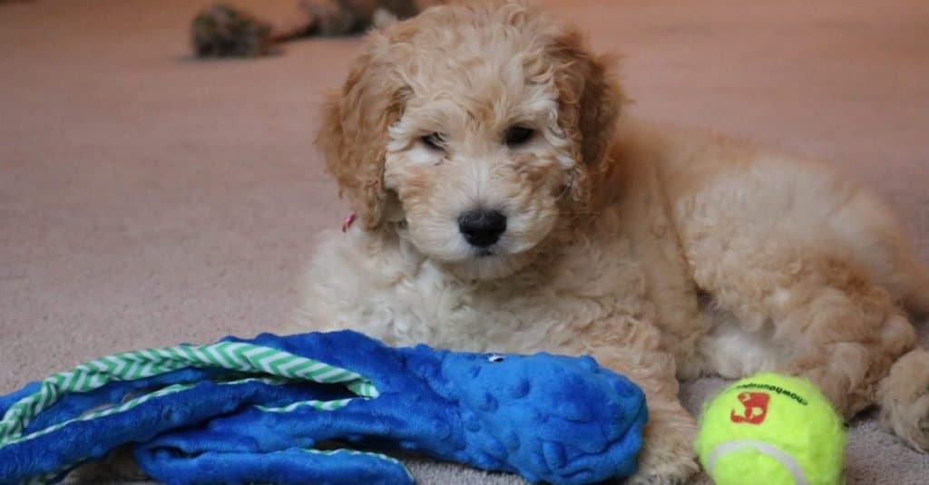 Petite Goldendoodle puppy playing with his toys.