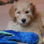 Petite Goldendoodle puppy playing with his toys.