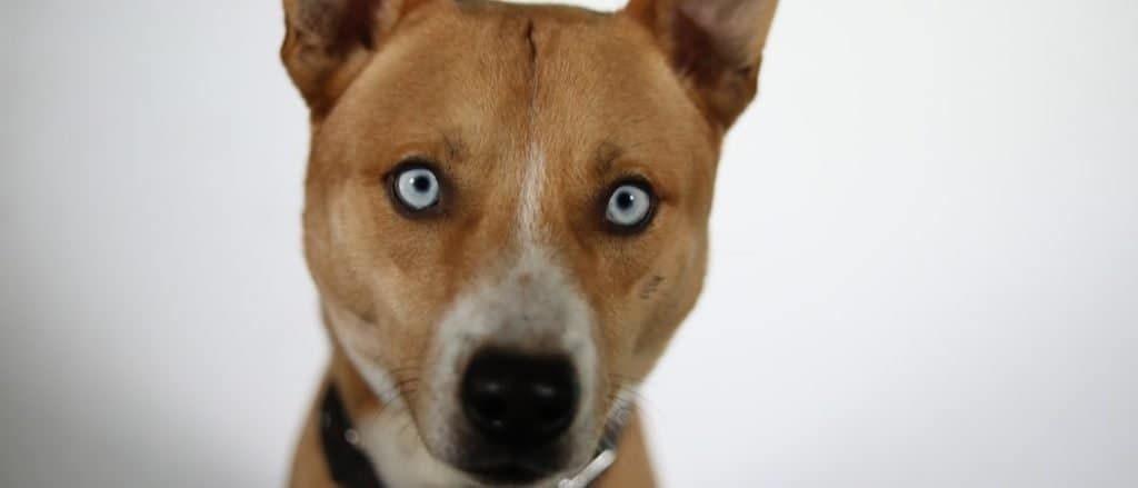 Close-up of Pitsky