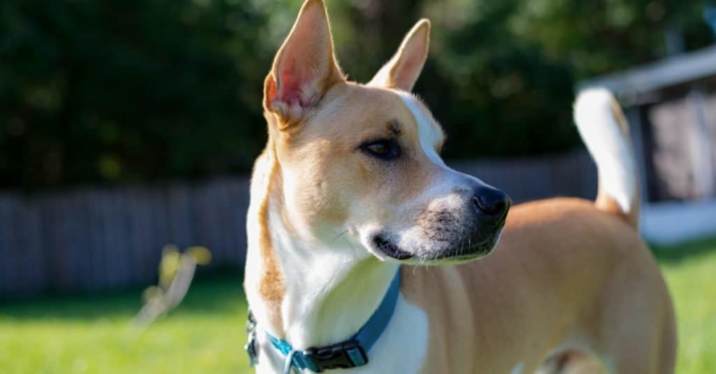 A Pitsky (American Pit Bull Terrier X Siberian Husky) watching a bird.