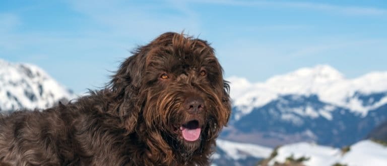 Pudelpointer on the snow capped mountains.