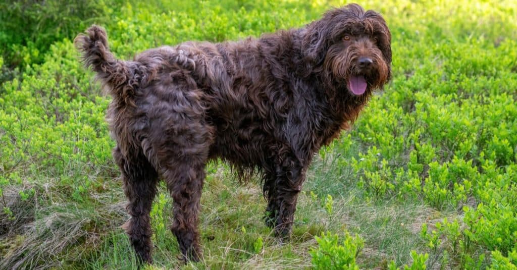 A hunting dog, the Pudelpointer, in spring on the mountains.