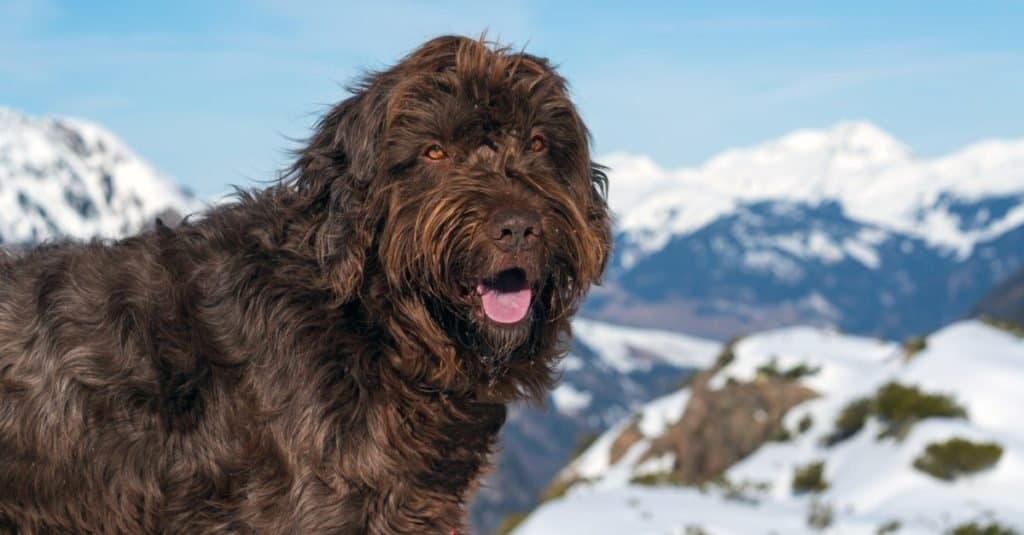 Close-up of Pudelpointer, on the snow-capped mountains.
