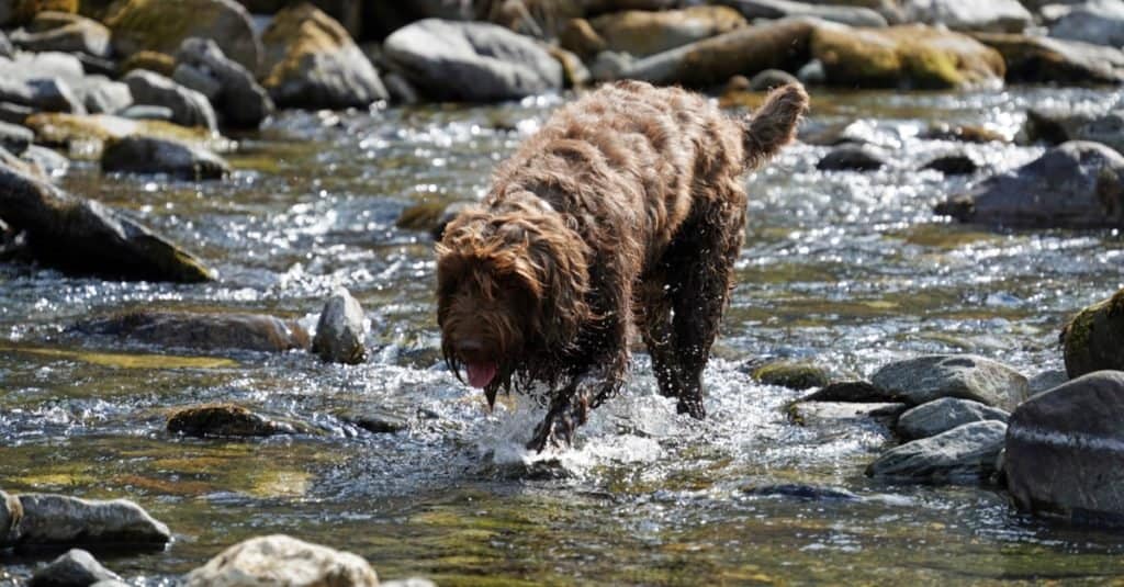 A Pudelpointer, in a mountain creek on a warm and sunny day.