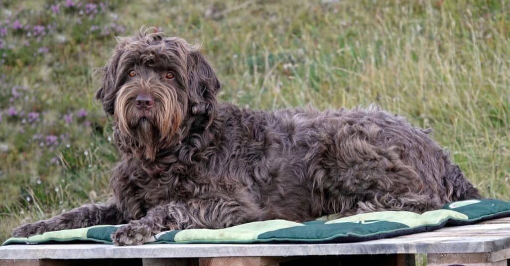 A Pudelpointer lying down and waiting for a command.