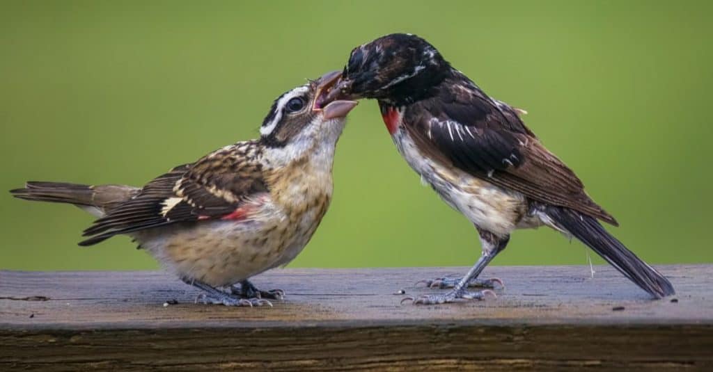 A Rose-Breasted Grosbeak Feeding a Fledgling in the Rain