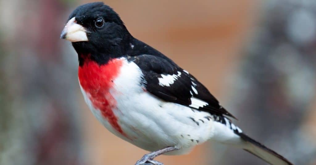 Perched Rose breasted grosbeak stares straight at you.