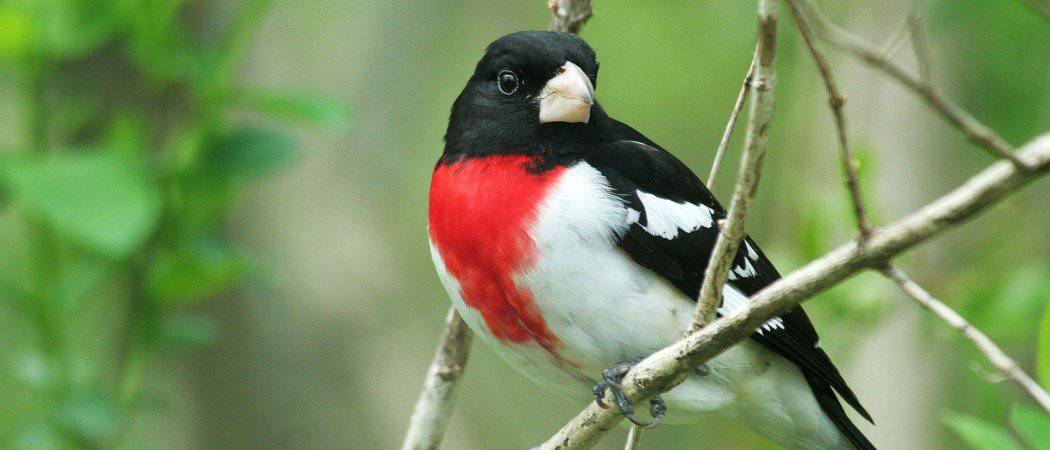 Male Rose-breasted Grosbeak sitting in a tree