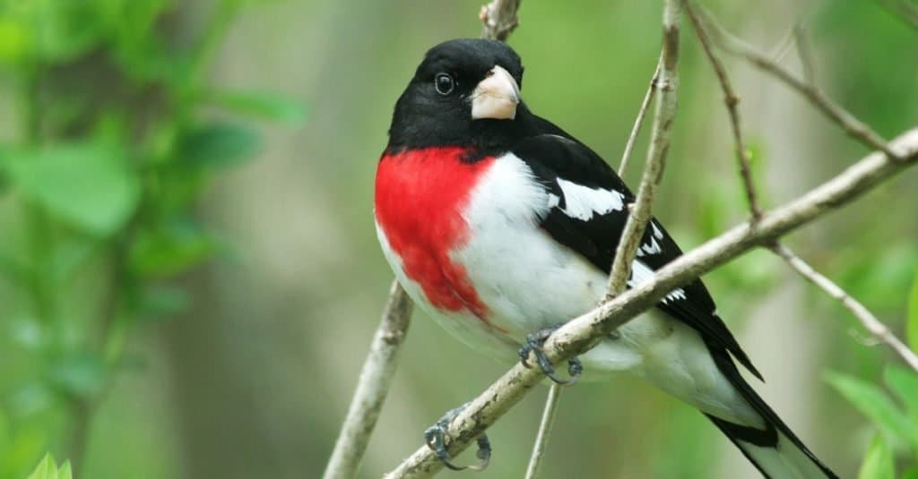 Rose-breasted Grosbeak sitting in a tree.