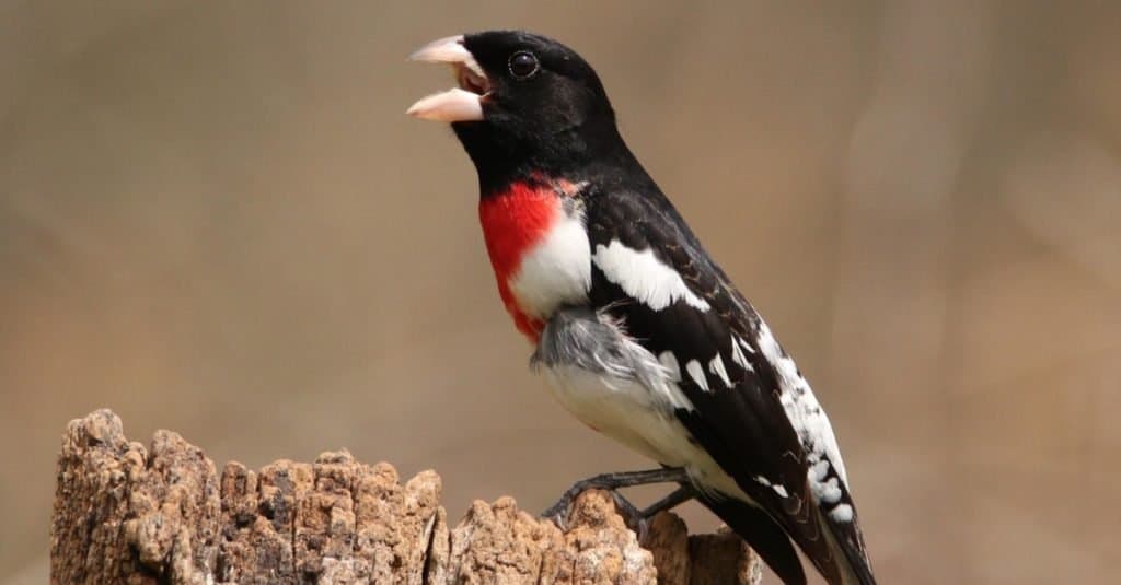 Rose-breasted Grosbeak sitting on a tree stump, singing.