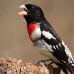 Rose-breasted Grosbeak