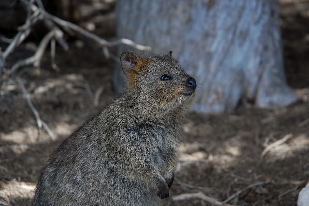 A small marsupial, the Quokka, on Rottnest Island, WA, Australia.