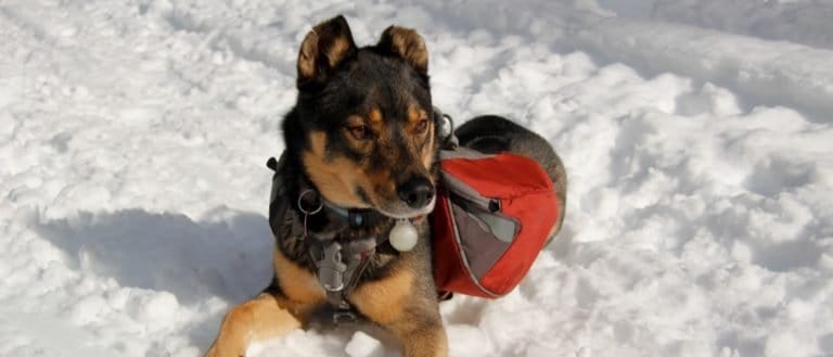 Mixed breed Rottweiller Husky, Rottsky, rescue dog with backpack plays outside in snow.