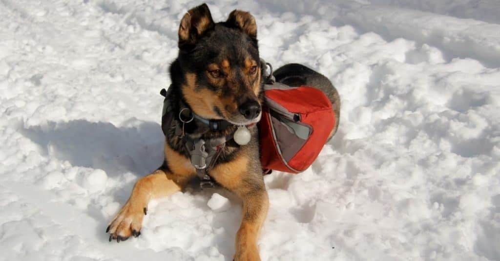 Mixed breed Rottweiller Husky, Rottsky, rescue dog with backpack plays outside in snow.