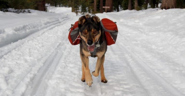 Mixed breed Rotweiller Husky, Rottsky, with dog backpack plays outside in snow