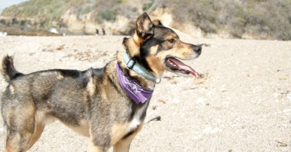 White Rottsky Dogs Rottsky Animal Facts - Canis lupus familiaris - A-Z Animals