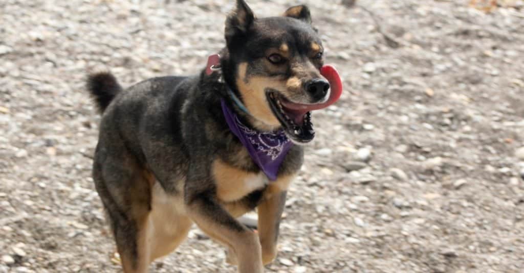 Mixed breed Rotweiller Husky, Rottsky, with bandanna plays outside.