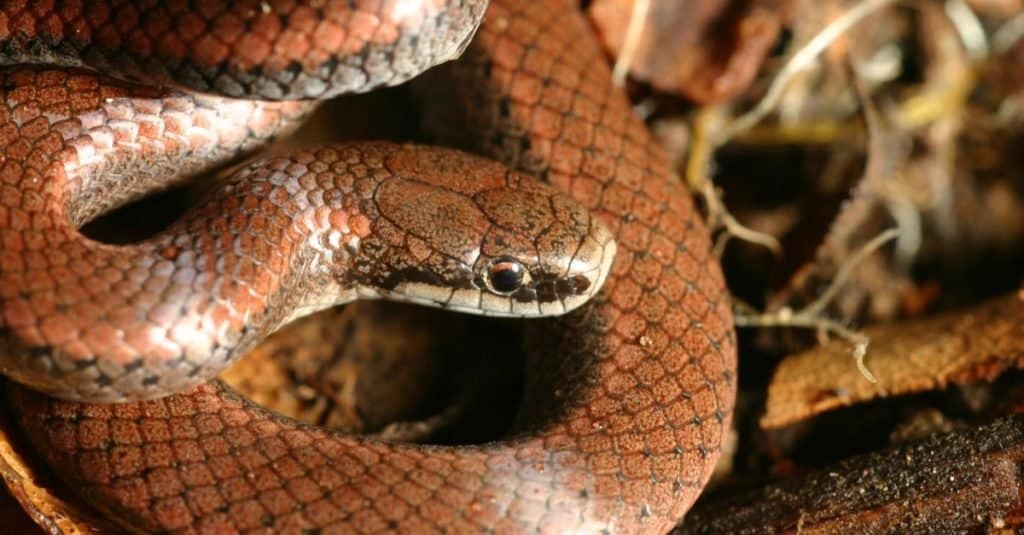 Gros plan de la tête d'un serpent à queue pointue (Contia tenuis)