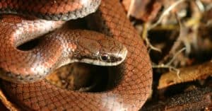 Venomous (Poisonous) Snakes in Oregon Picture