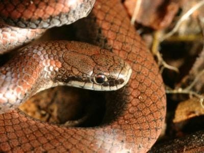 Sharp-Tailed Snake Animal Facts | Contia tenuis | AZ Animals