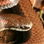 Sharp-tailed Snake