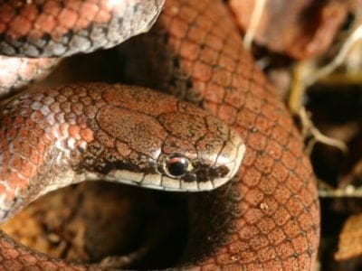 Sharp-Tailed Snake Picture