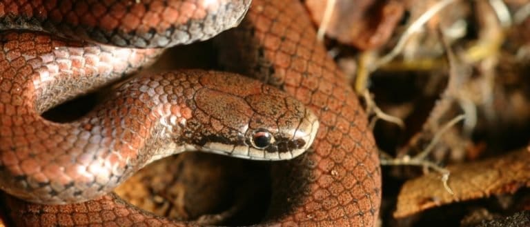 Close-up of head of a sharp-tailed snake (Contia tenuis)