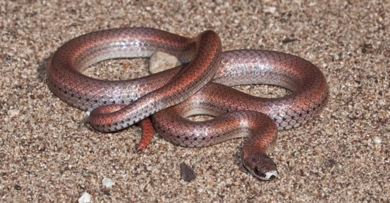 A Sharp-tailed Snake (Contia tenuis), near Lake Nacimiento, San Luis Obispo County, California