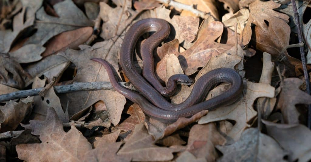 The common sharp-tailed snake curled up in a bed of leaves.