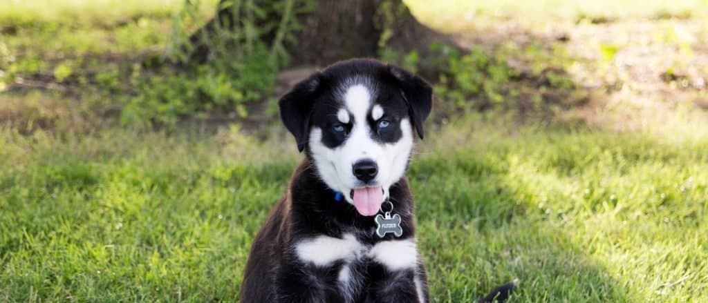 Siberian Retriever puppy in the backyard