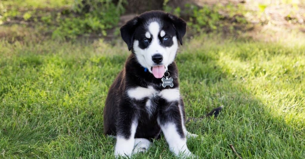 Siberian Retriever playing on the grass in the backyard.