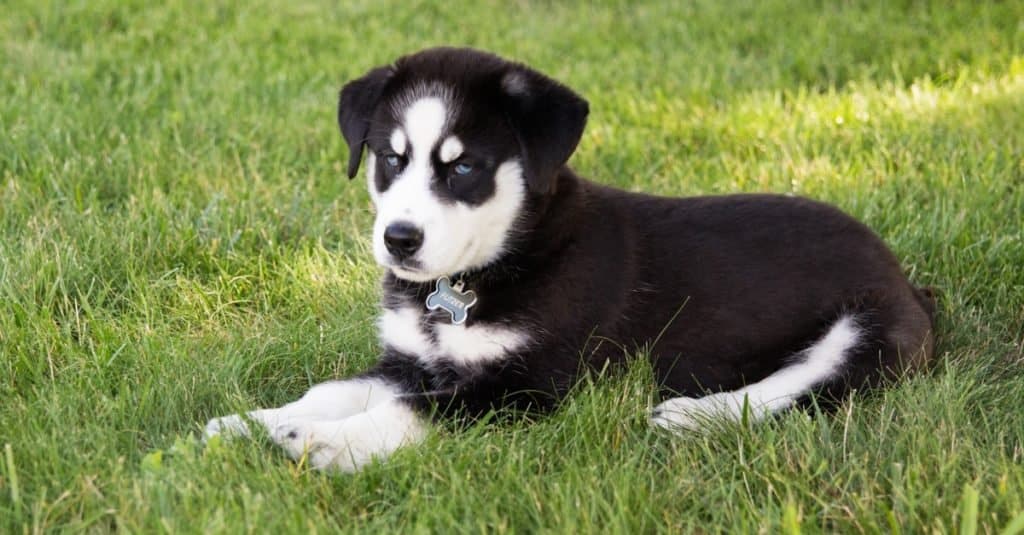 black siberian retriever