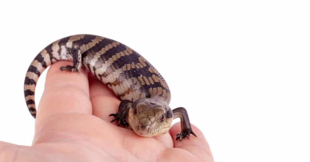 Australian Baby Eastern Skink Lizard closeup on adult hand.