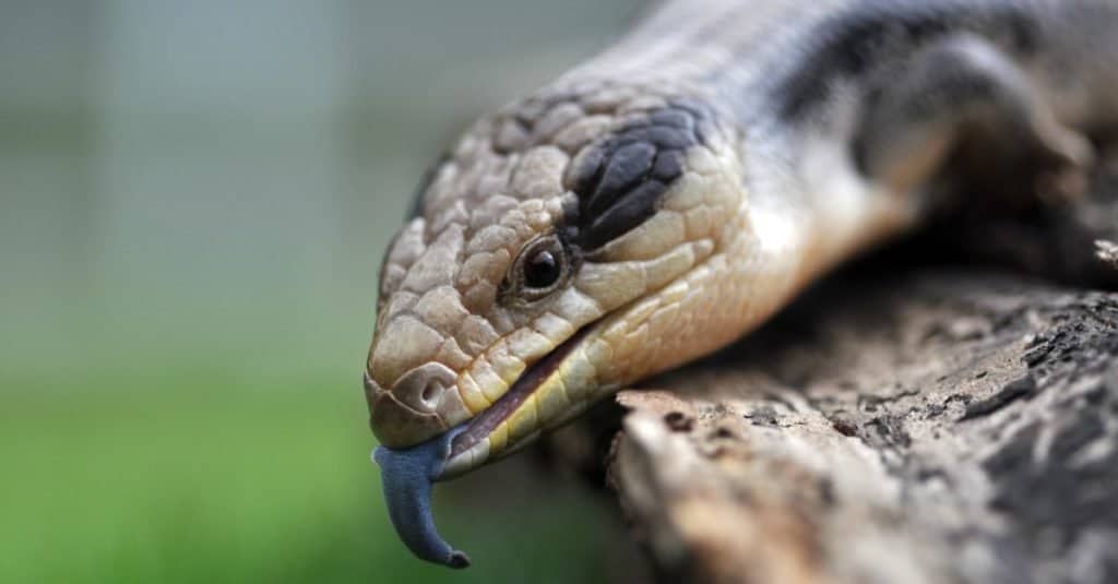 Blue Tongued Skink Lizard, close-up.