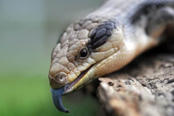 Blue Tongued Skink Lizard, close-up.