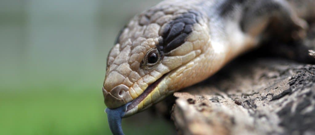 Blue Tongued Skink Lizard