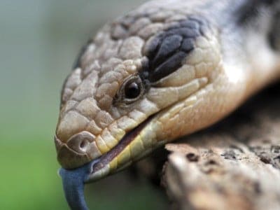 A Skink Lizard