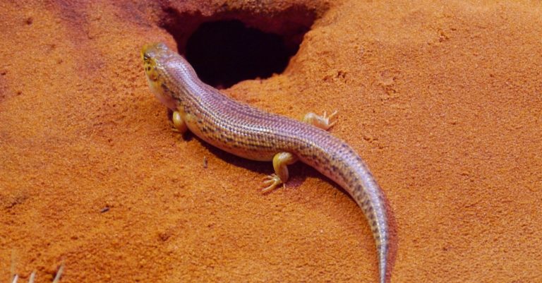 The Great Desert Skink Lizard (Egernia kintorei) is native to Australia.